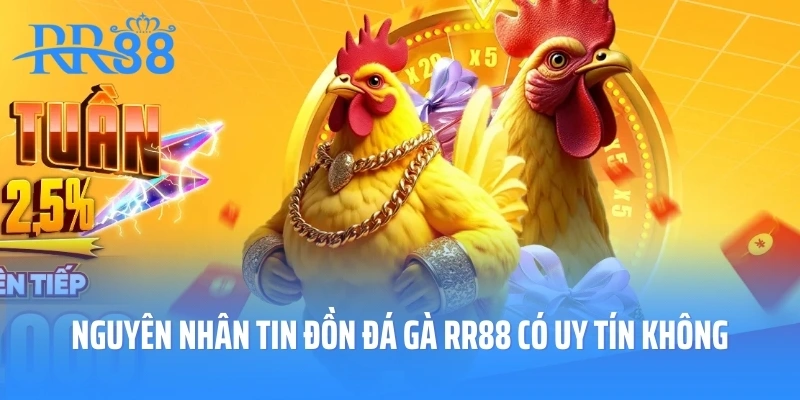 Nguyên nhân tin đồn đá gà RR88 có uy tín không