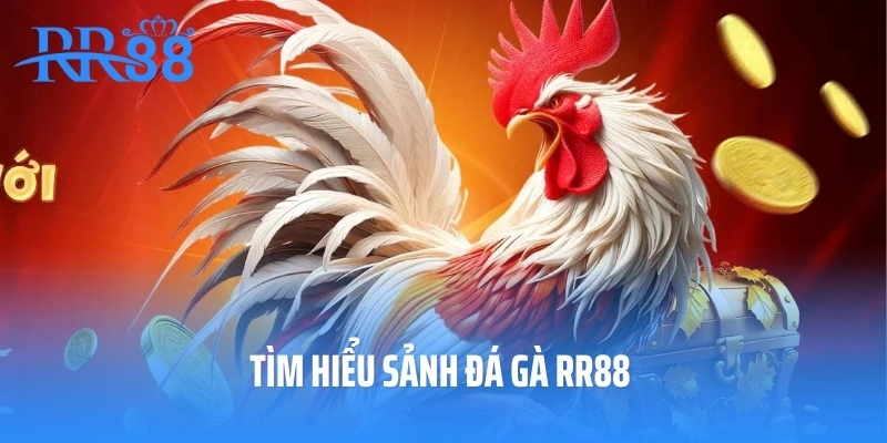 Tìm hiểu sảnh đá gà RR88
