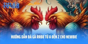 Hướng Dẫn Đá Gà RR88 Từ A Đến Z Cho Newbie