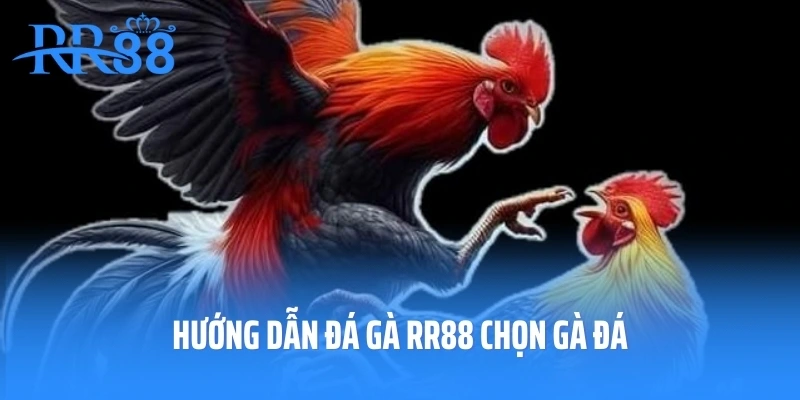 Hướng dẫn đá gà RR88 chọn gà đá