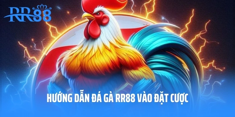 Hướng dẫn đá gà RR88 vào đặt cược