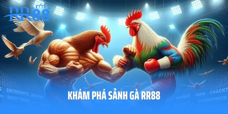 Khám phá sảnh gà RR88
