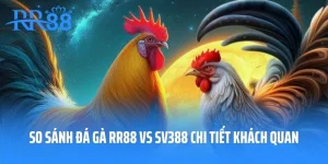 So Sánh Đá Gà RR88 Vs SV388 Chi Tiết Khách Quan