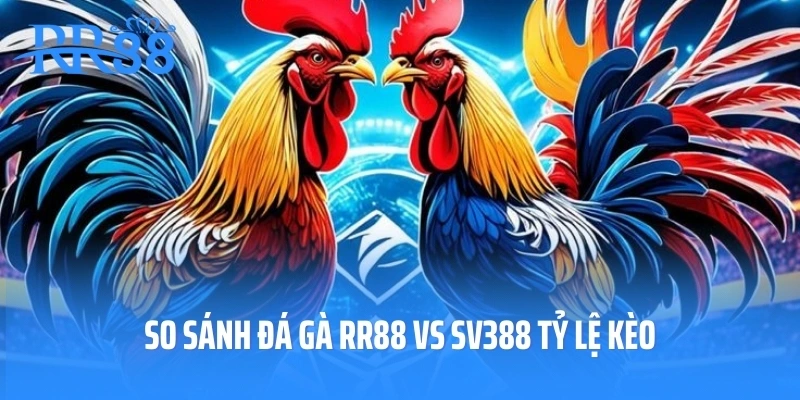 So sánh đá gà RR88 vs SV388 tỷ lệ kèo