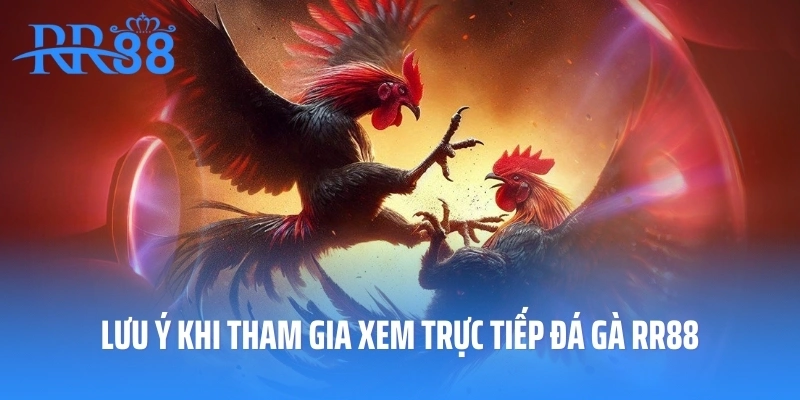 Lưu ý khi tham gia xem trực tiếp đá gà RR88