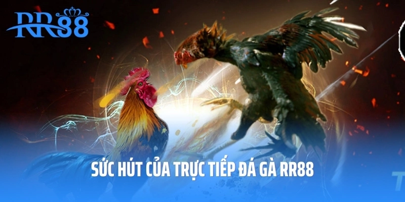 Sức hút của trực tiếp đá gà RR88